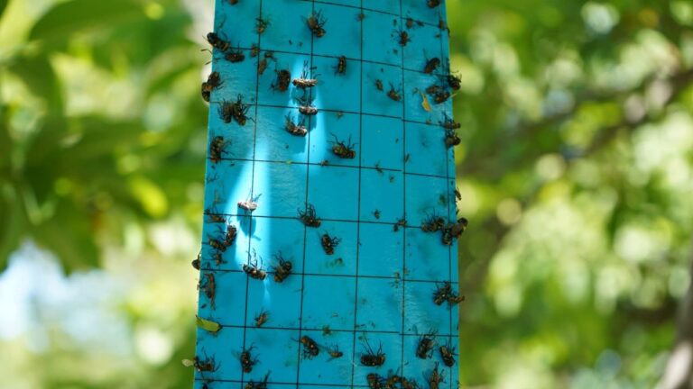 Opera segunda fase del plan contra el gusano barrenador en Yucatán